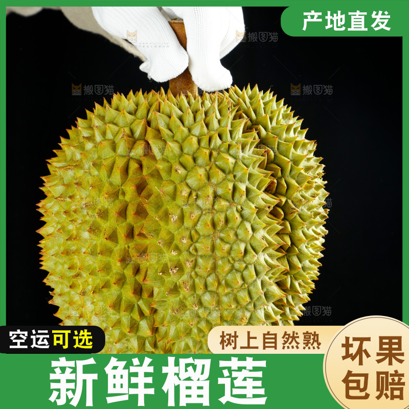 农民手里拿着泰国甲仑榴莲