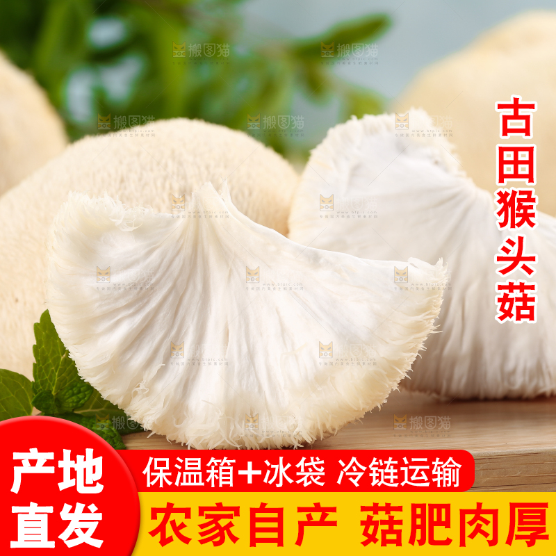 木板上放着长白山猴头菇