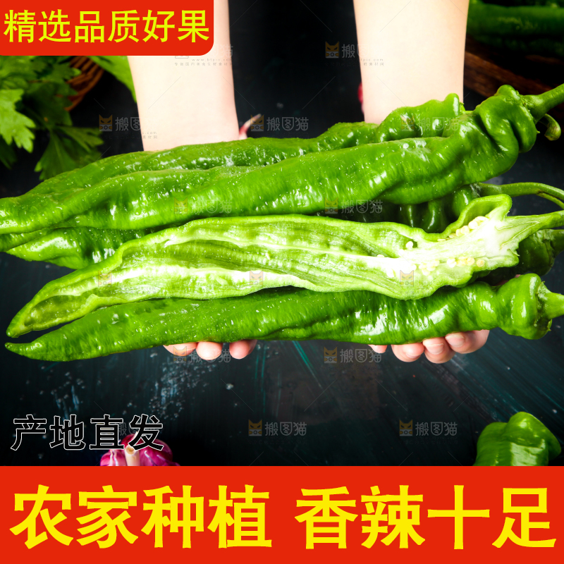 手里拿着新鲜螺丝椒
