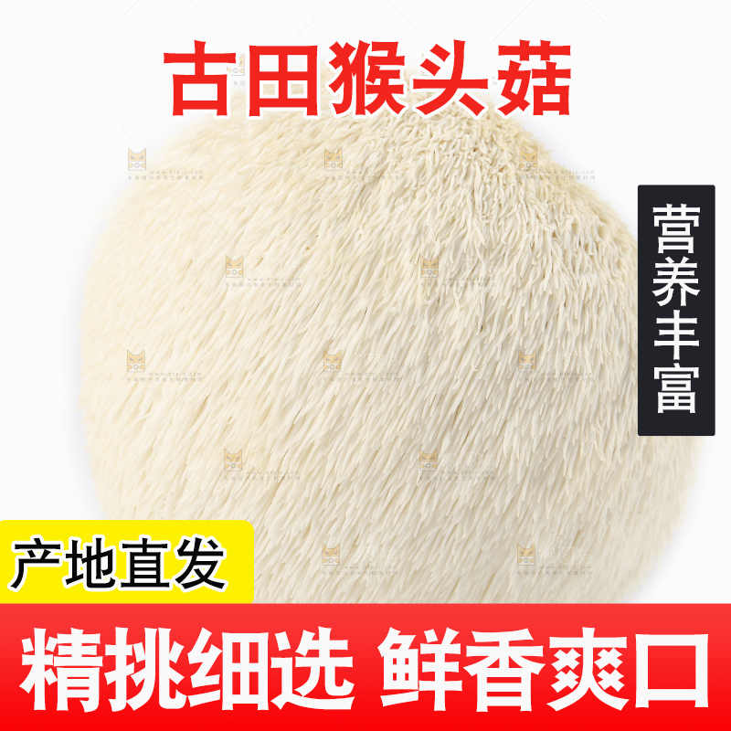 白底上的长白山猴头菇