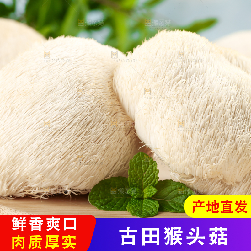 木板上放着长白山猴头菇