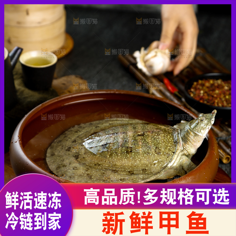 盆子里装着中华鳖