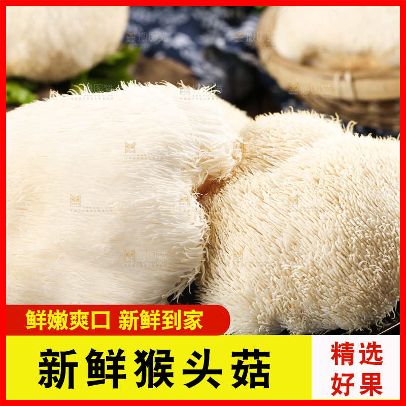 黑石板上的古田猴头菇