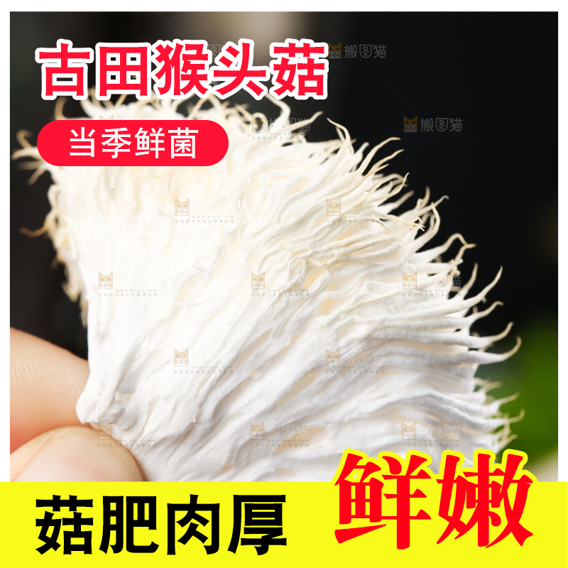 手里拿着新鲜猴头菇