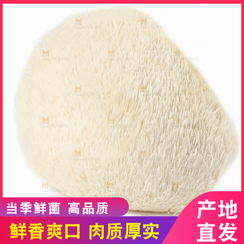 白底上的长白山猴头菇