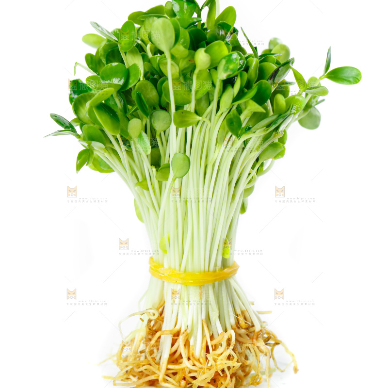 白底上的香椿苗