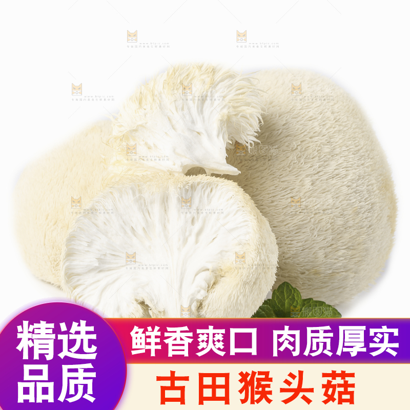白底上放着东北山猴头菇