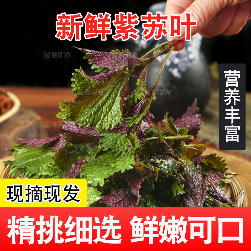 手拿紫苏叶