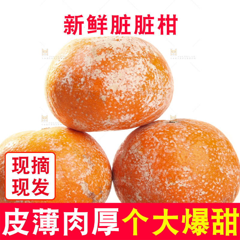 白底上的广西茂谷柑