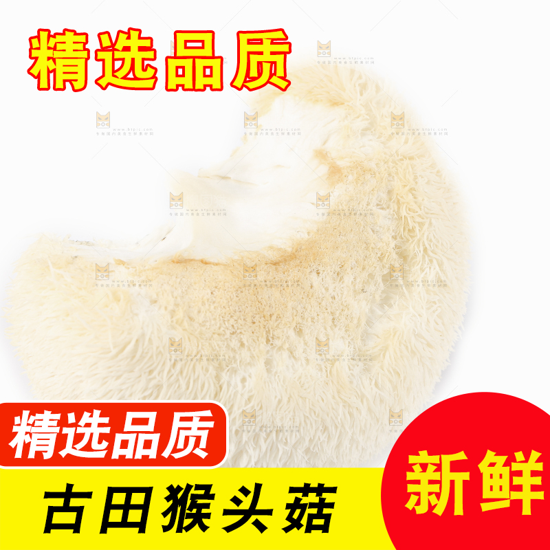 白底上的长白山猴头菇