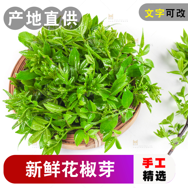 一筐野生花椒芽放在白底上