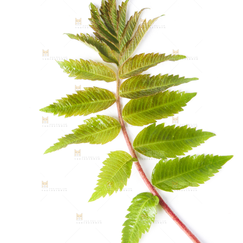 白底上放着新鲜香椿芽