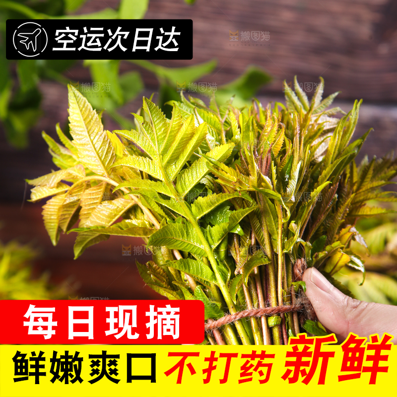 手拿香椿芽