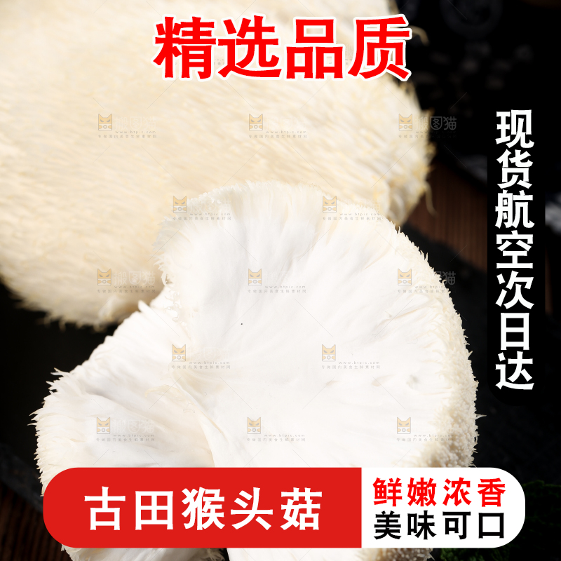 黑底上的猴头菇