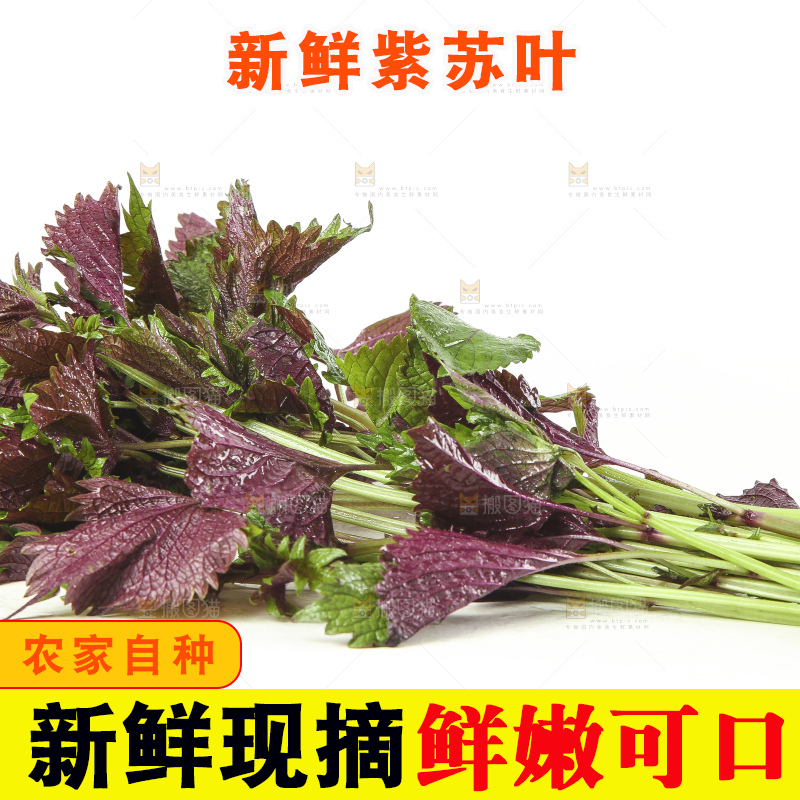 白底上的紫苏叶