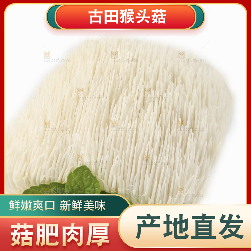 白底上的长白山猴头菇