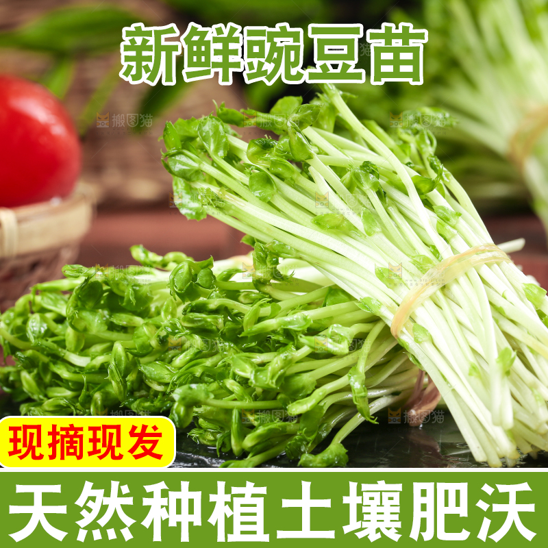 黑石板上的豌豆芽苗菜