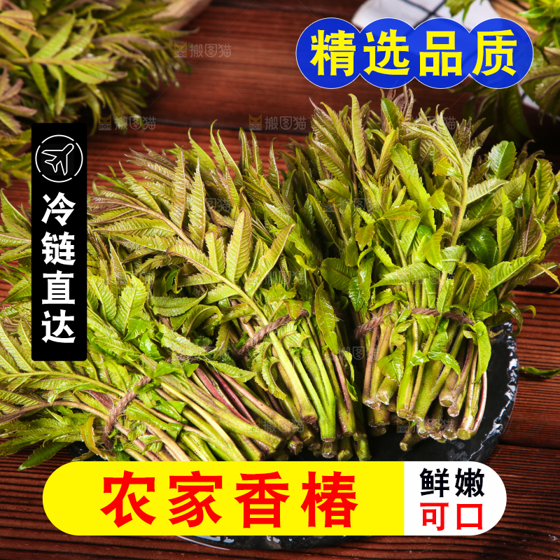 黑石板放着新鲜红香椿