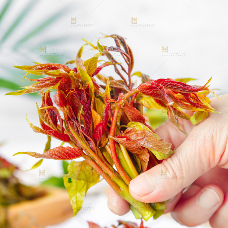 手拿沂蒙山香椿芽