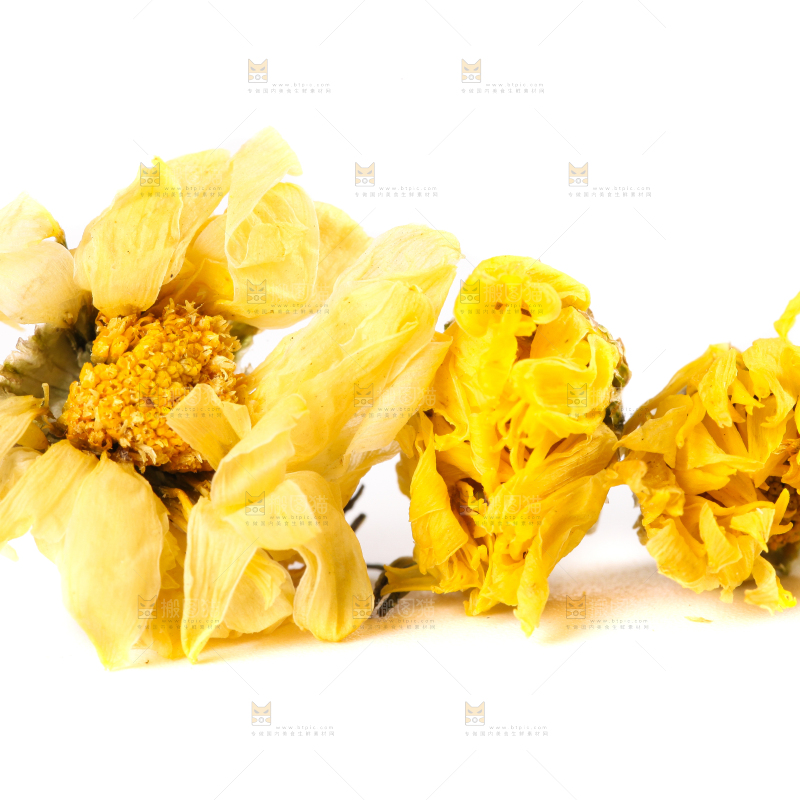 白底上的干菊花