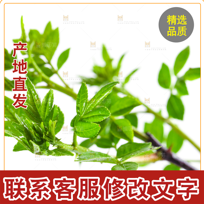 白底上的新鲜花椒芽
