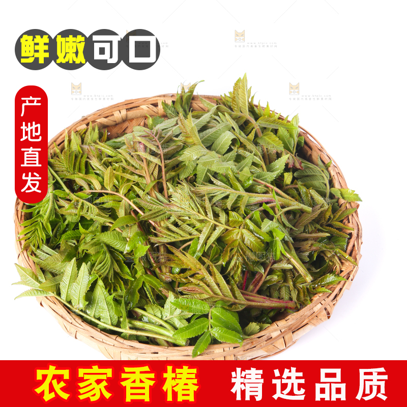 一筐山东香椿放在白底上