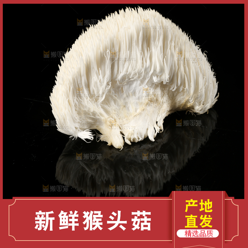黑石板上的古田猴头菇