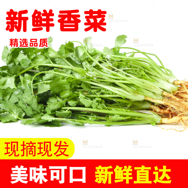 白底上的香菜
