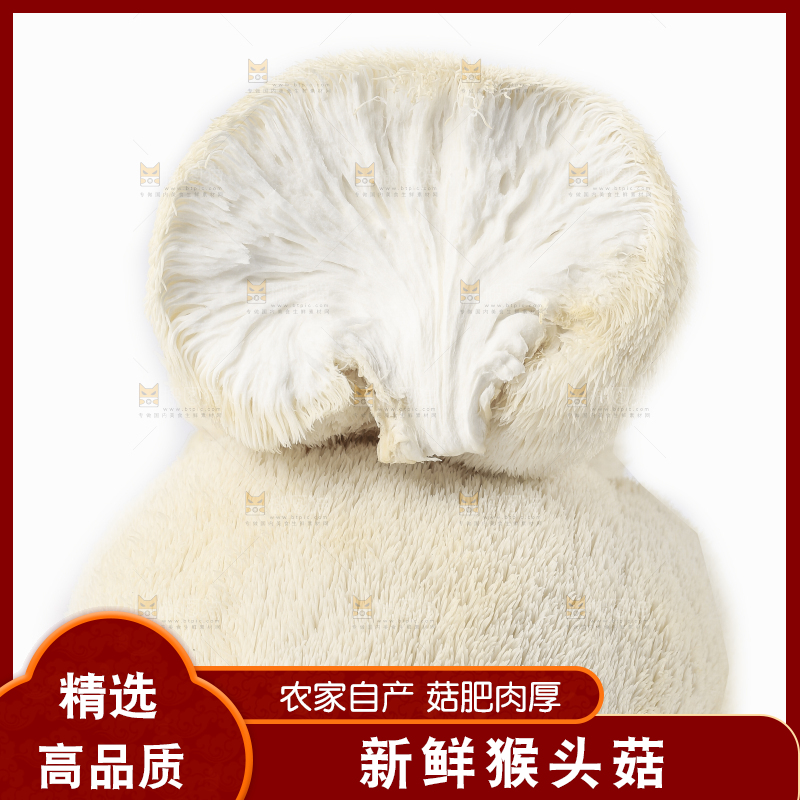 白底上放着东北山猴头菇