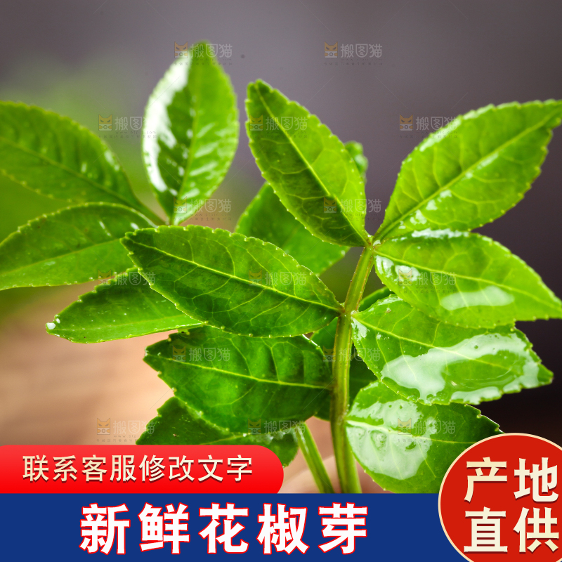 手拿新鲜花椒芽
