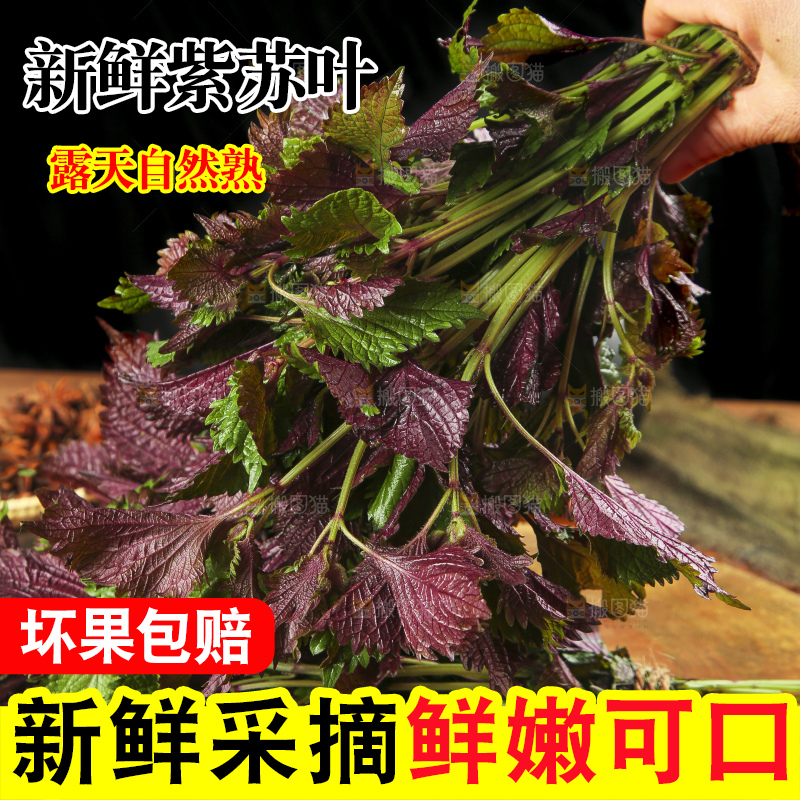 手拿紫苏叶