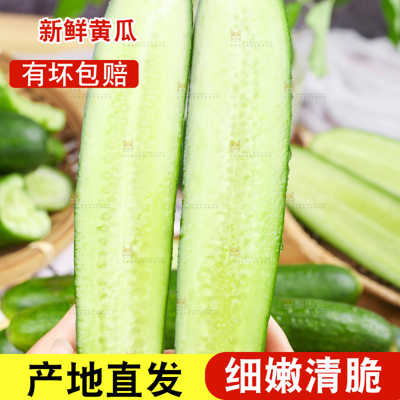 手里拿着山东水果黄瓜