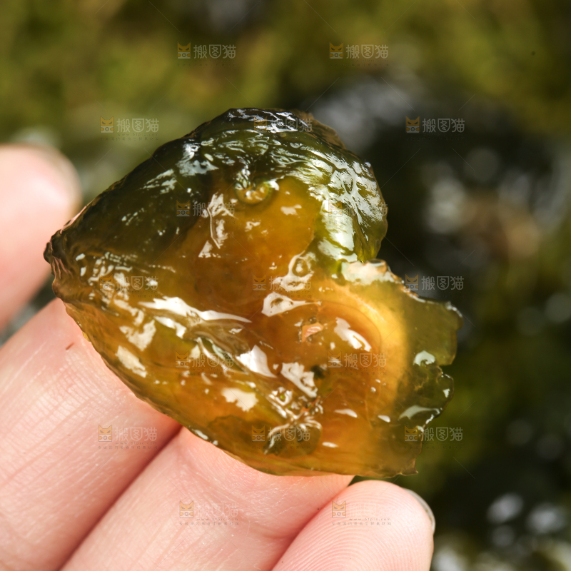 草地上放着地达菜