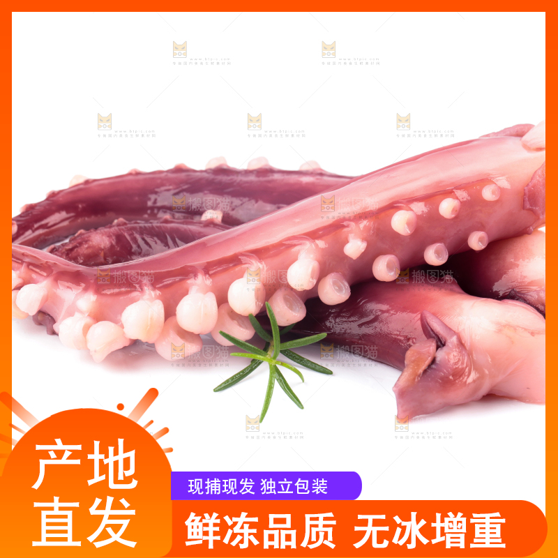 白底上的大鱿鱼