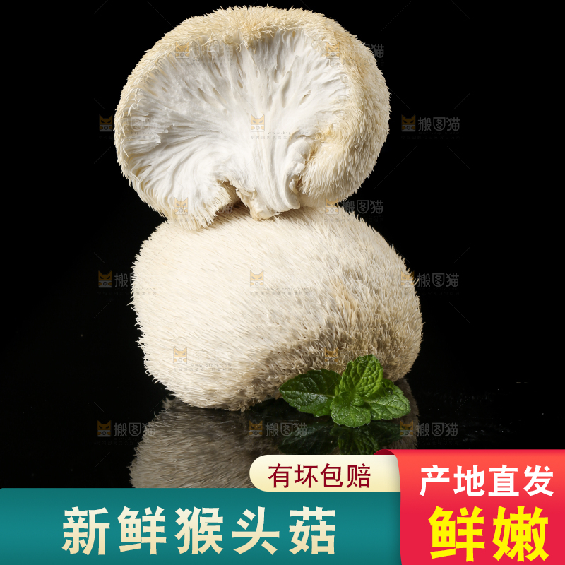 黑石板上的古田猴头菇