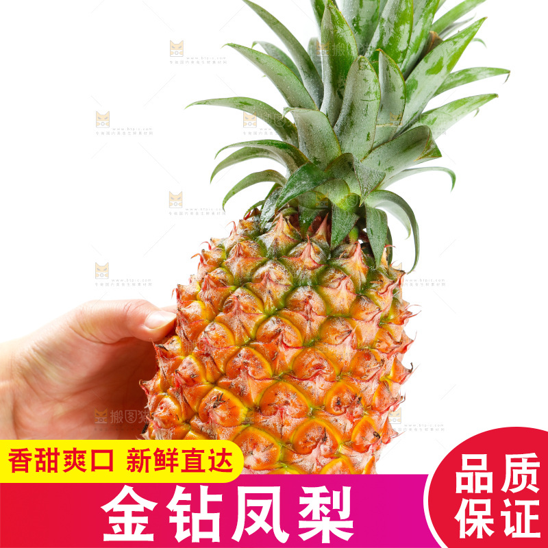 白底上的海南金钻凤梨