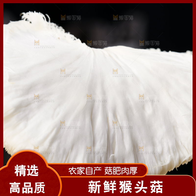 黑底上的猴头菇