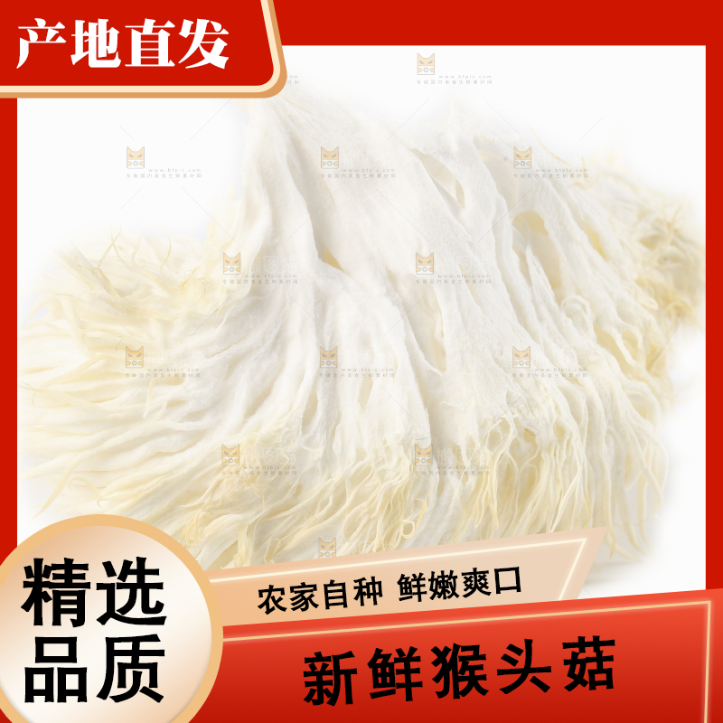 白底上的长白山猴头菇