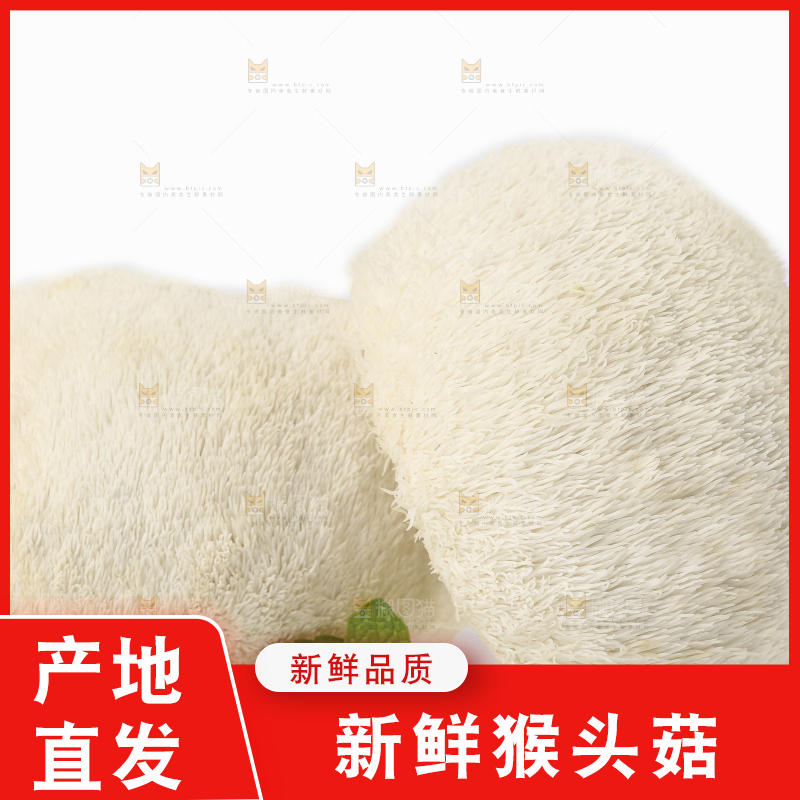 白底上放着东北山猴头菇