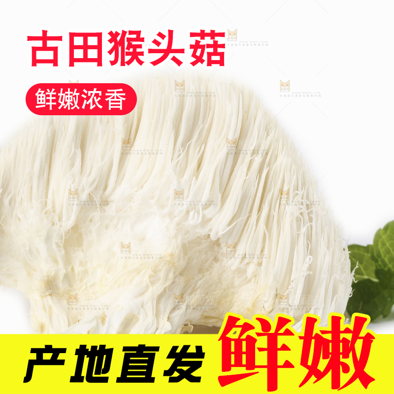 白底上的长白山猴头菇
