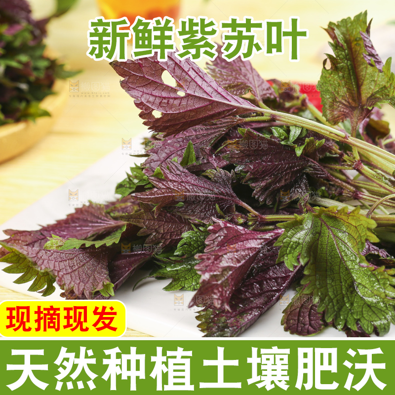 石板上的新鲜苏叶