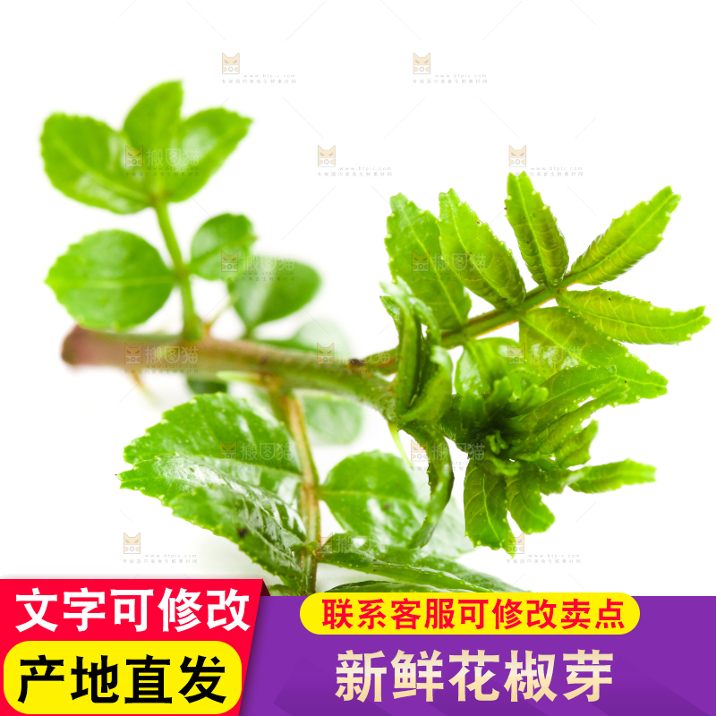 白底上的新鲜花椒芽