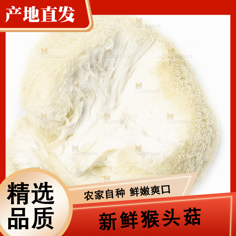 白底上的长白山猴头菇