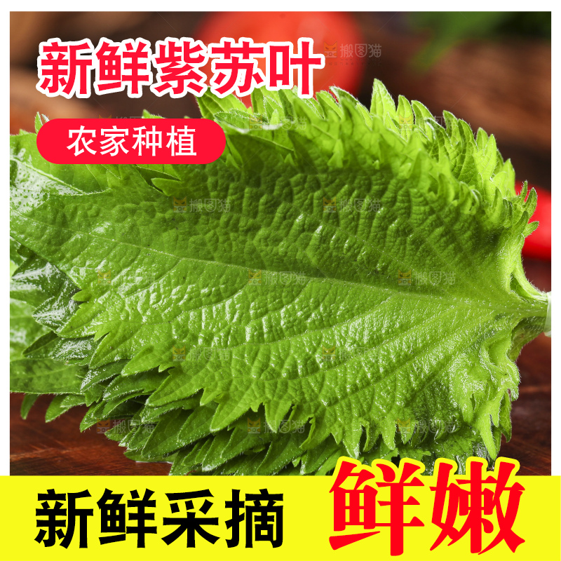 木底上的新鲜紫苏叶