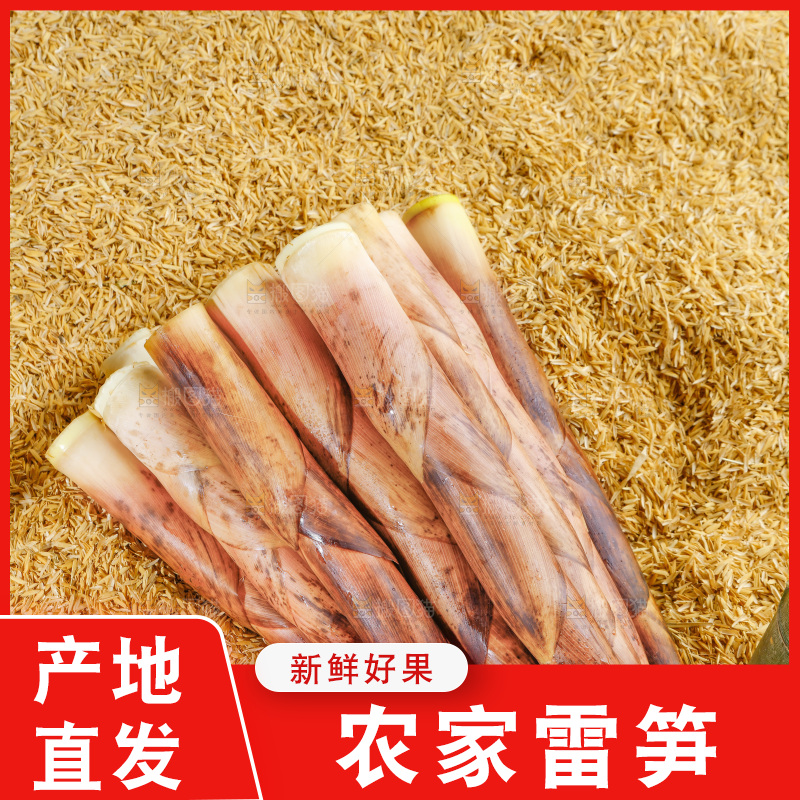 浅底上的春雷笋