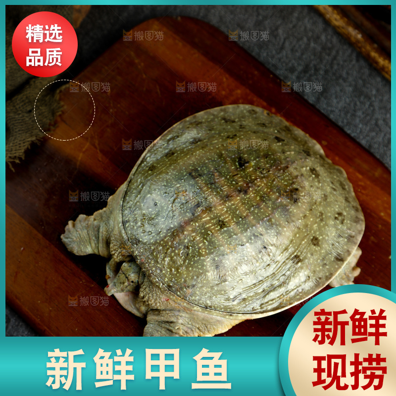 木板上放着大甲鱼