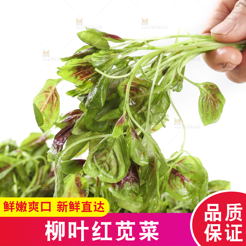 手拿红苋菜
