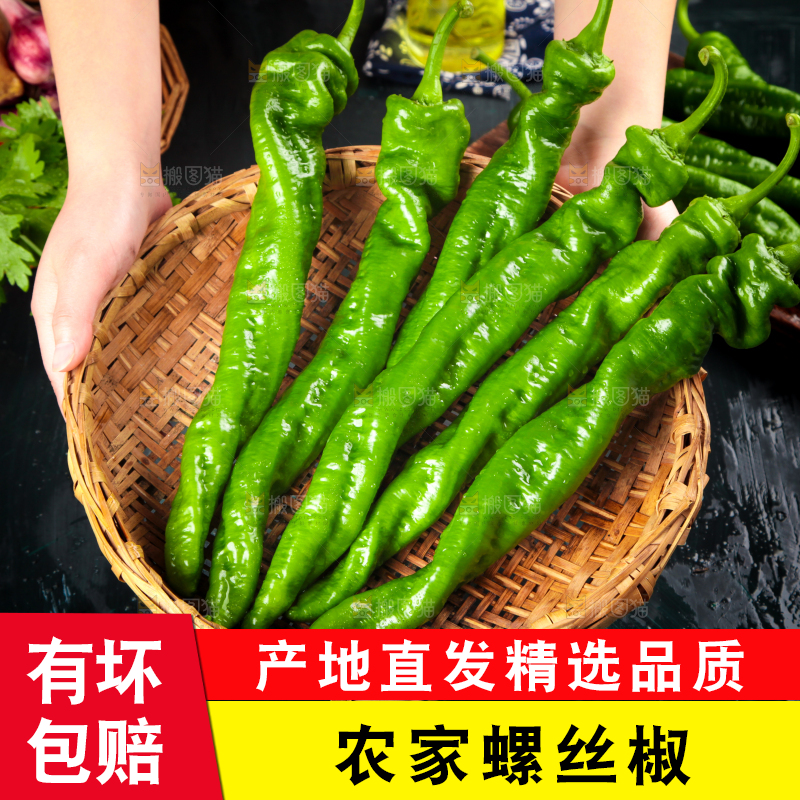 手里拿着新鲜螺丝椒