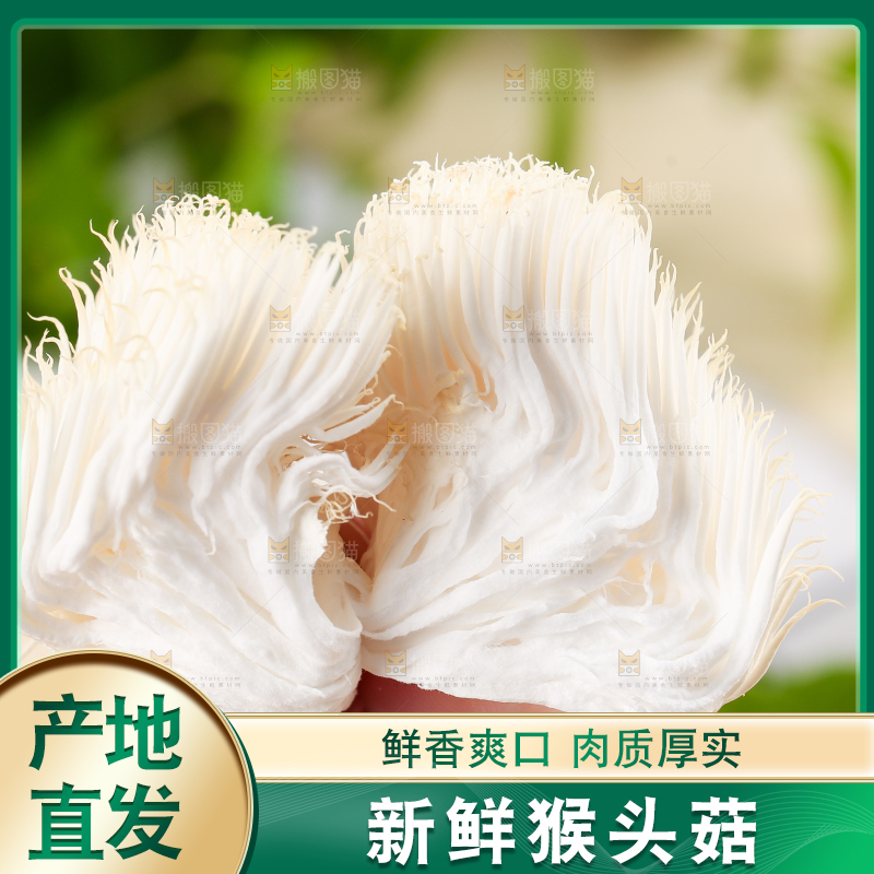 手里拿着新鲜猴头菇