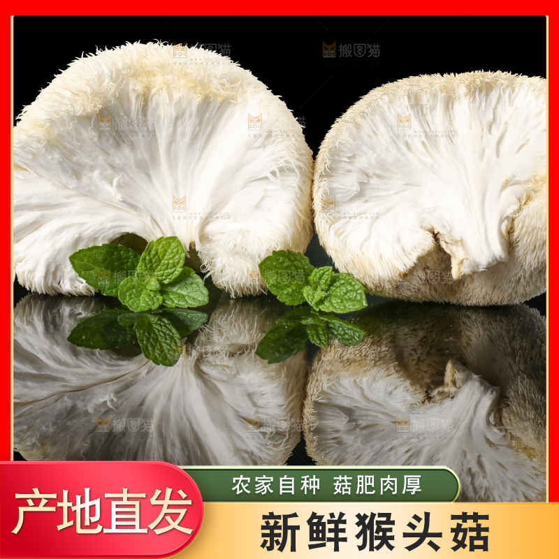 黑石板上的古田猴头菇